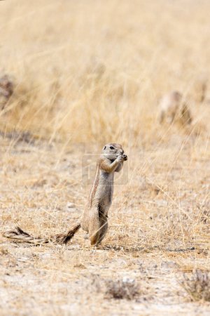 Téléchargez les photos : Vue d'un écureuil terrestre en Namibie - en image libre de droit