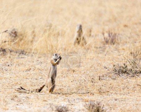 Téléchargez les photos : Vue d'un écureuil terrestre en Namibie - en image libre de droit