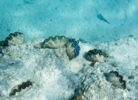 Foto de View of tridacna clams in New Caledonia - Imagen libre de derechos