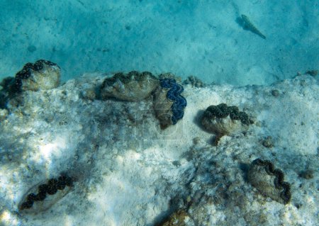 Foto de View of tridacna clams in New Caledonia - Imagen libre de derechos