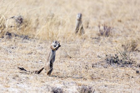 Téléchargez les photos : View of Cape ground squirrel in Namibia - en image libre de droit