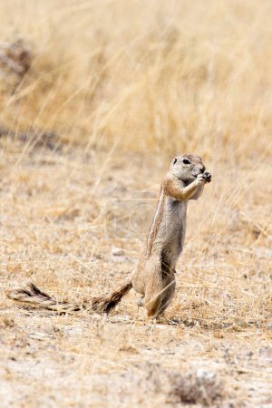 Téléchargez les photos : Vue sur l'écureuil terrestre du Cap en Namibie - en image libre de droit