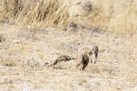 Téléchargez les photos : Vue sur l'écureuil terrestre du Cap en Namibie - en image libre de droit