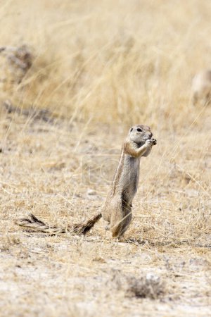 Téléchargez les photos : View of Cape ground squirrel in Namibia - en image libre de droit