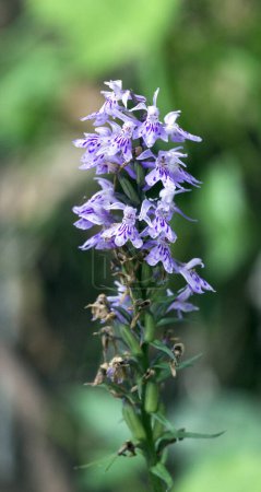 Photo for Flower of common spotted orchid in Italy - Royalty Free Image