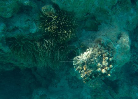 Foto de Vista de la colorida almeja de tridacna en Nueva Caledonia - Imagen libre de derechos