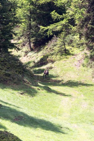 Foto de Un sendero en la montaña con gamuza alpina en Italia - Imagen libre de derechos
