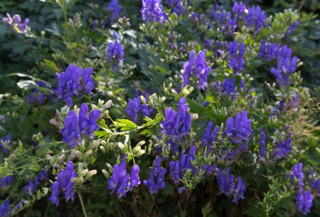 Photo for View of monkshood flowers during spring in Italy - Royalty Free Image