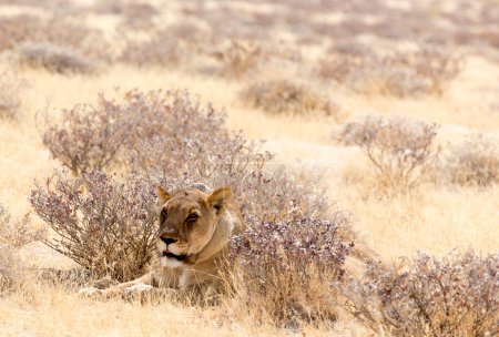 Téléchargez les photos : Parc national d'Etosha, Namibie - 9 août 2018 : vue du lion femelle avec GPS - en image libre de droit