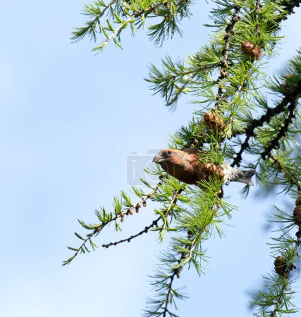 Photo for Photo of a red crossbill bird in Italy - Royalty Free Image