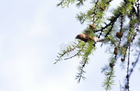 Photo for Photo of a red crossbill bird in Italy - Royalty Free Image