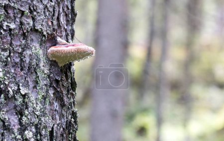 Téléchargez les photos : Photo de champignon fomitopsis en Finlande - en image libre de droit