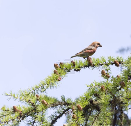 Photo for View of red crossbill bird in north of Italy - Royalty Free Image
