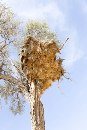 Foto de Vista de un nido de tejedores sociables en Namibia - Imagen libre de derechos