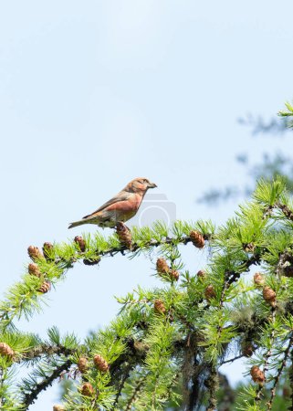 Photo for A view of  red crossbill bird in Italy - Royalty Free Image
