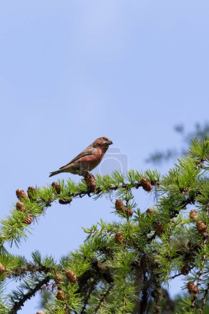 Photo for Photo of a red crossbill bird during spring in Italy - Royalty Free Image