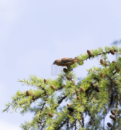 Photo for Photo of a red crossbill bird during spring in Italy - Royalty Free Image