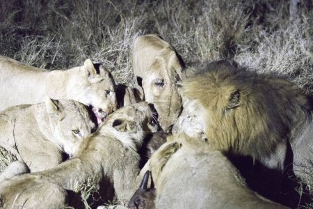 Photo for A night shot of lions eating one buffalo in Kruger park - Royalty Free Image
