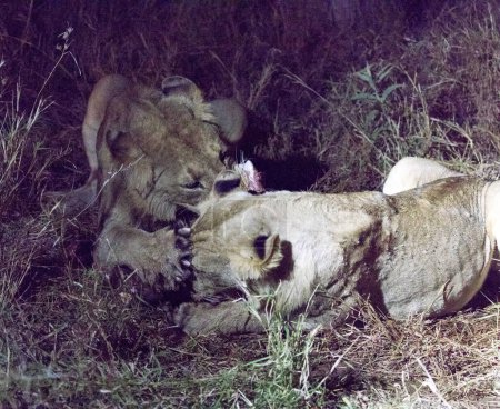 Photo for A night shot of lions eating one buffalo in Kruger park - Royalty Free Image