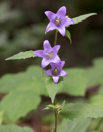 Photo for A photo of nettle-leaved bellflower in Italy - Royalty Free Image