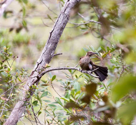 Photo for View of endemic New Caledonian friarbird in New Caledonia - Royalty Free Image