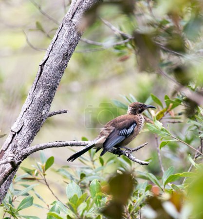 Photo for View of endemic New Caledonian friarbird in New Caledonia - Royalty Free Image