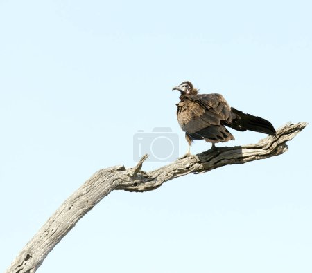 Photo for A photo of hooded vulture in Southafrica - Royalty Free Image