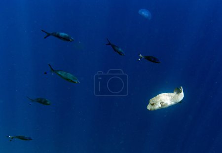 Photo for A view of spotted pufferfish in Egypt - Royalty Free Image