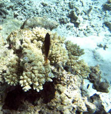 Téléchargez les photos : Photo de redlip blenny poisson dans le récif corallien - en image libre de droit