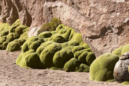 Une vue de la plante Azorella yareta en Bolivie