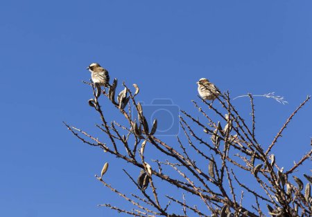 Foto de Foto de Aves tejedoras sociables en Namibia - Imagen libre de derechos