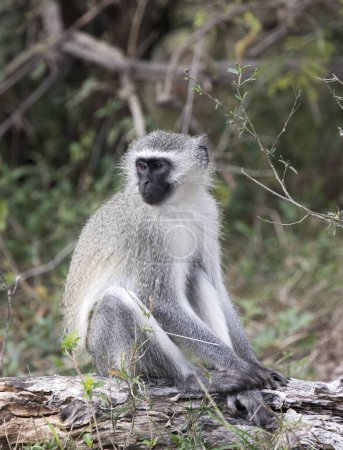 Photo for A view of Chlorocebus monkey in Southafrica - Royalty Free Image