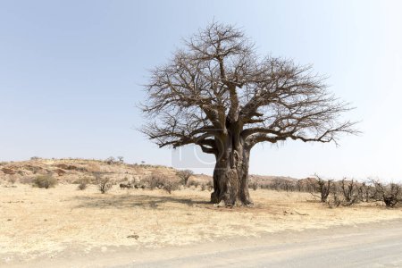 Foto de Una foto del árbol Baobab en Sudáfrica - Imagen libre de derechos