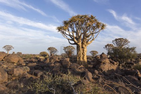 Foto de Un paisaje de carcaj en Namibia - Imagen libre de derechos