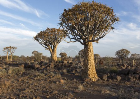 Foto de Un paisaje de carcaj en Namibia - Imagen libre de derechos