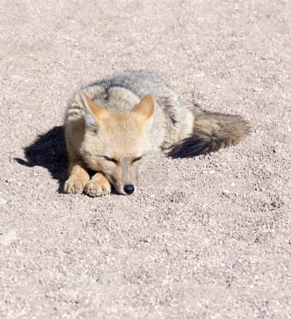 Photo for A photo of  South American gray fox in Bolivia - Royalty Free Image