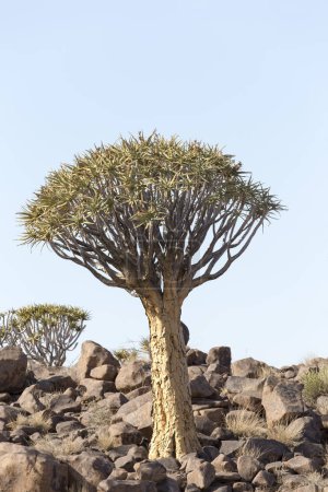 Foto de Bonito paisaje con carcaj en Namibia - Imagen libre de derechos