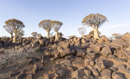 Foto de Bonito paisaje con carcaj en Namibia - Imagen libre de derechos