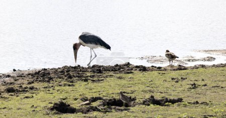 A photo of marabou stork in Southafrica