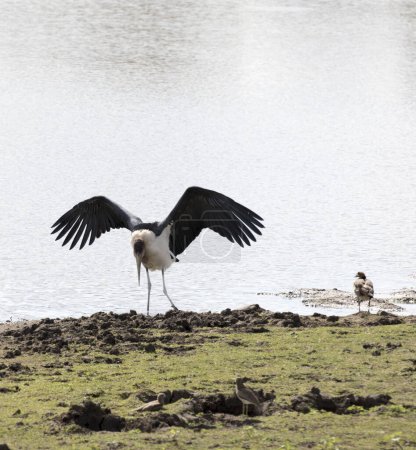 Ein Foto von Marabou-Storch in Südafrika