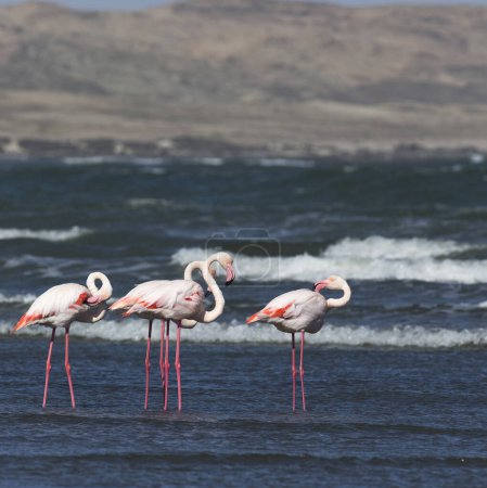 Foto de Una vista de las aves del flamenco en Namibia - Imagen libre de derechos