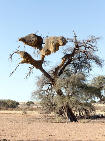 Photo of sociable weaver nest on tree in Africa