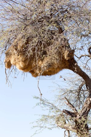 Photo d'un nid de tisserands sociables sur un arbre en Afrique
