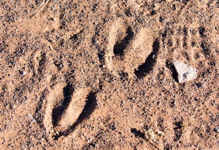 Une photo rapprochée des empreintes de gnous en Namibie