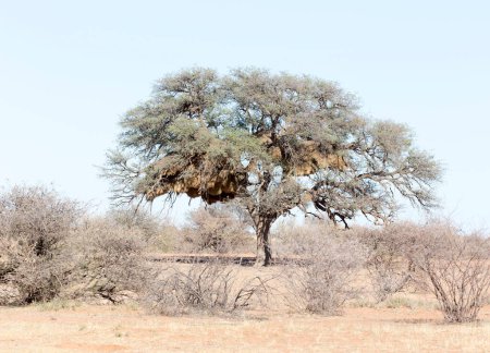 Téléchargez les photos : Photo d'un nid de tisserands sociables sur un arbre en Afrique - en image libre de droit