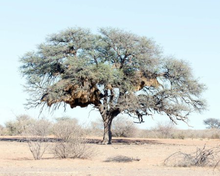 Photo of sociable weaver nest on tree in Africa