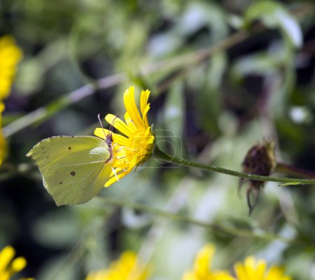 A photo of common brimstone on flower in Italy