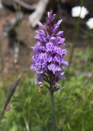 Close photo of  moorland spotted orchid in Italy