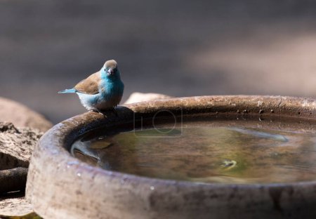 Téléchargez les photos : Une photo d'oiseau à bec-de-cire bleu en Afrique du Sud - en image libre de droit