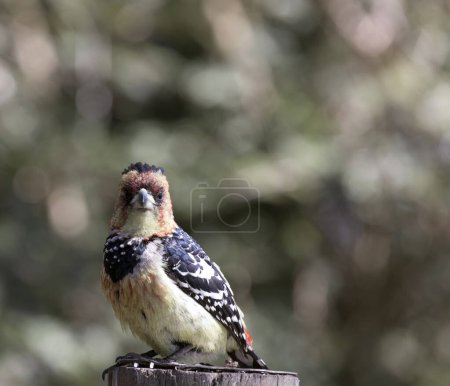 A photo of crested barbet bird in Southafrica